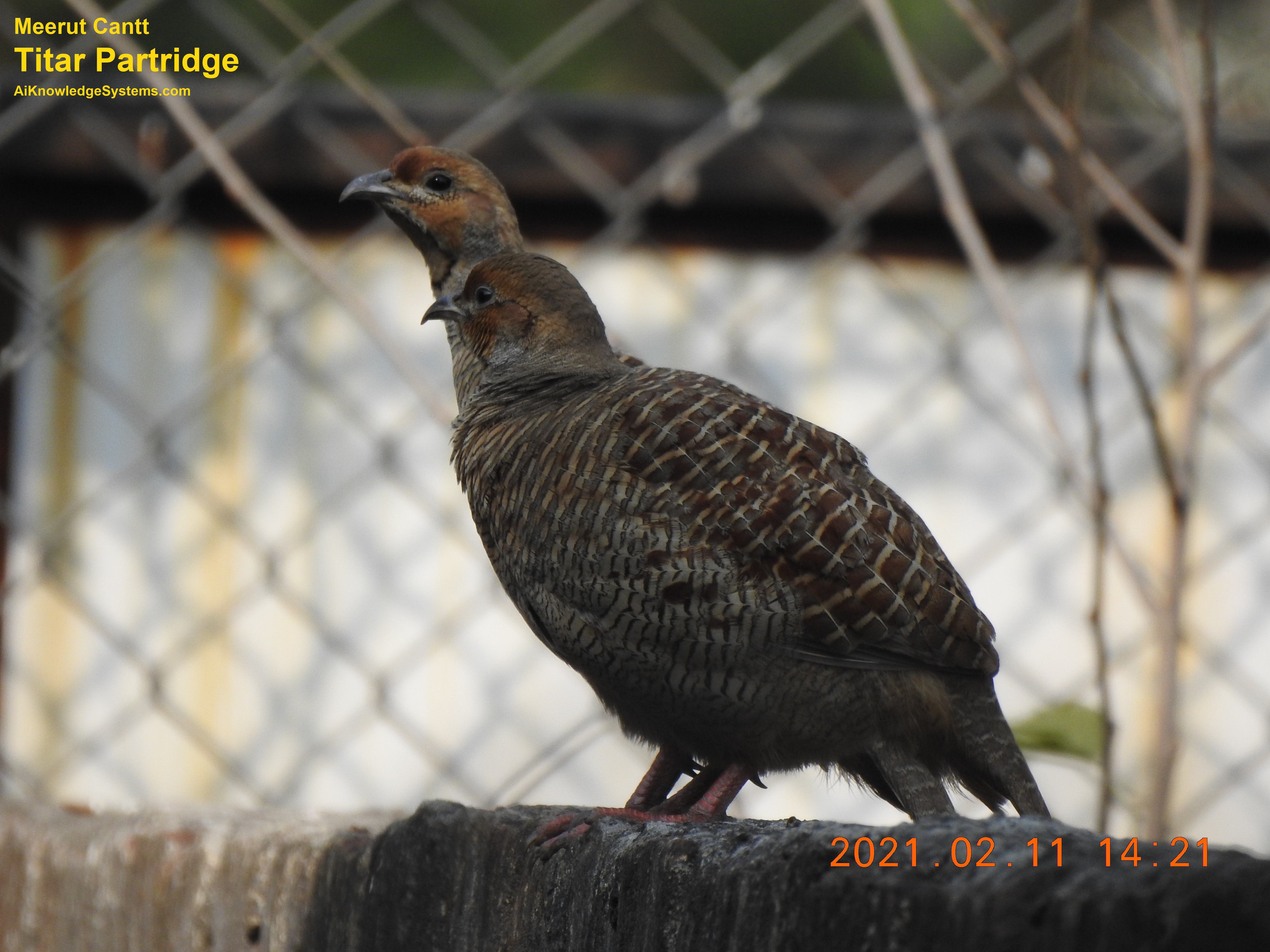 Titar Partridge (39) Coming Soon